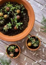 Blossombs Bomba de sementes - Decoração para presente