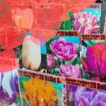 La Tulipe água de perfume para mulheres 100 ml