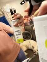 Natasha Limpador de casas de banho de limão - spray (500 ml) - adequado para lares com água dura