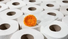 O papel higiênico de bambu está mudando a abordagem à higiene