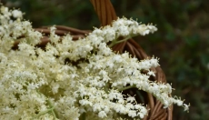 Benefícios para a saúde do licor de sabugueiro e sua preparação