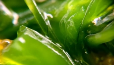 A clorofila ajuda a desintoxicar e regenerar o corpo