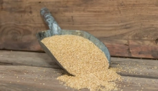 Saúde e ecologia andam de mãos dadas com o sorgo