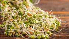 Descubra como os brotos melhoram a saúde e a vitalidade