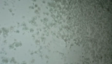 Métodos eficazes para combater o mofo na parede