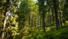 O ruído rosa traz uma mente mais calma e um sono mais profundo