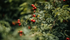 O óleo de Rosa Mosqueta ajudará a acalmar a pele, hidratar e curar cicatrizes